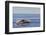 Adult Humpback Whale (Megaptera Novaeangliae) Breach, Gulf of California, Mexico-Michael Nolan-Framed Premium Photographic Print