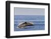 Adult Humpback Whale (Megaptera Novaeangliae) Breach, Gulf of California, Mexico-Michael Nolan-Framed Premium Photographic Print