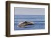 Adult Humpback Whale (Megaptera Novaeangliae) Breach, Gulf of California, Mexico-Michael Nolan-Framed Photographic Print