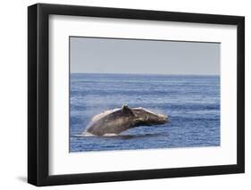 Adult Humpback Whale (Megaptera Novaeangliae) Breach, Gulf of California, Mexico-Michael Nolan-Framed Photographic Print