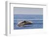 Adult Humpback Whale (Megaptera Novaeangliae) Breach, Gulf of California, Mexico-Michael Nolan-Framed Photographic Print