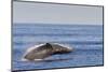 Adult Humpback Whale (Megaptera Novaeangliae) Breach, Gulf of California, Mexico-Michael Nolan-Mounted Photographic Print