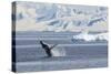 Adult Humpback Whale (Megaptera Novaeangliae) Breaching in the Gerlache Strait-Michael Nolan-Stretched Canvas