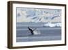 Adult Humpback Whale (Megaptera Novaeangliae) Breaching in the Gerlache Strait-Michael Nolan-Framed Photographic Print