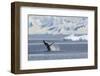 Adult Humpback Whale (Megaptera Novaeangliae) Breaching in the Gerlache Strait-Michael Nolan-Framed Photographic Print