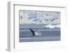 Adult Humpback Whale (Megaptera Novaeangliae) Breaching in the Gerlache Strait-Michael Nolan-Framed Photographic Print