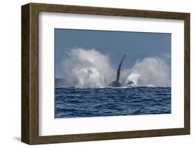 Adult Humpback Whale (Megaptera Novaeangliae), Breaching in the Shallow Waters of Cabo Pulmo-Michael Nolan-Framed Photographic Print