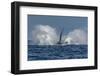 Adult Humpback Whale (Megaptera Novaeangliae), Breaching in the Shallow Waters of Cabo Pulmo-Michael Nolan-Framed Photographic Print