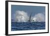 Adult Humpback Whale (Megaptera Novaeangliae), Breaching in the Shallow Waters of Cabo Pulmo-Michael Nolan-Framed Photographic Print