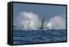 Adult Humpback Whale (Megaptera Novaeangliae), Breaching in the Shallow Waters of Cabo Pulmo-Michael Nolan-Framed Stretched Canvas