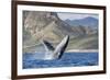 Adult Humpback Whale (Megaptera Novaeangliae), Breaching in the Shallow Waters of Cabo Pulmo-Michael Nolan-Framed Photographic Print