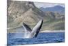 Adult Humpback Whale (Megaptera Novaeangliae), Breaching in the Shallow Waters of Cabo Pulmo-Michael Nolan-Mounted Photographic Print