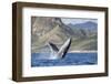 Adult Humpback Whale (Megaptera Novaeangliae), Breaching in the Shallow Waters of Cabo Pulmo-Michael Nolan-Framed Photographic Print