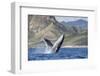 Adult Humpback Whale (Megaptera Novaeangliae), Breaching in the Shallow Waters of Cabo Pulmo-Michael Nolan-Framed Photographic Print