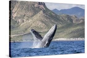 Adult Humpback Whale (Megaptera Novaeangliae), Breaching in the Shallow Waters of Cabo Pulmo-Michael Nolan-Stretched Canvas