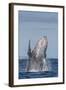 Adult Humpback Whale (Megaptera Novaeangliae), Breaching in the Shallow Waters of Cabo Pulmo-Michael Nolan-Framed Photographic Print