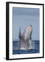 Adult Humpback Whale (Megaptera Novaeangliae), Breaching in the Shallow Waters of Cabo Pulmo-Michael Nolan-Framed Photographic Print