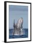 Adult Humpback Whale (Megaptera Novaeangliae), Breaching in the Shallow Waters of Cabo Pulmo-Michael Nolan-Framed Photographic Print