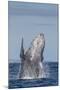 Adult Humpback Whale (Megaptera Novaeangliae), Breaching in the Shallow Waters of Cabo Pulmo-Michael Nolan-Mounted Photographic Print