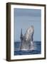 Adult Humpback Whale (Megaptera Novaeangliae), Breaching in the Shallow Waters of Cabo Pulmo-Michael Nolan-Framed Photographic Print