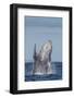 Adult Humpback Whale (Megaptera Novaeangliae), Breaching in the Shallow Waters of Cabo Pulmo-Michael Nolan-Framed Photographic Print