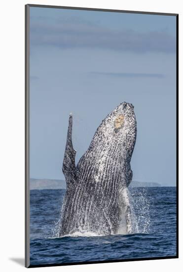 Adult Humpback Whale (Megaptera Novaeangliae), Breaching in the Shallow Waters of Cabo Pulmo-Michael Nolan-Mounted Photographic Print