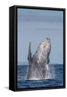 Adult Humpback Whale (Megaptera Novaeangliae), Breaching in the Shallow Waters of Cabo Pulmo-Michael Nolan-Framed Stretched Canvas