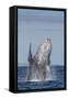 Adult Humpback Whale (Megaptera Novaeangliae), Breaching in the Shallow Waters of Cabo Pulmo-Michael Nolan-Framed Stretched Canvas