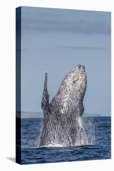 Adult Humpback Whale (Megaptera Novaeangliae), Breaching in the Shallow Waters of Cabo Pulmo-Michael Nolan-Stretched Canvas