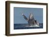 Adult Humpback Whale (Megaptera Novaeangliae), Breaching in the Shallow Waters of Cabo Pulmo-Michael Nolan-Framed Photographic Print