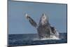 Adult Humpback Whale (Megaptera Novaeangliae), Breaching in the Shallow Waters of Cabo Pulmo-Michael Nolan-Mounted Photographic Print