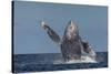 Adult Humpback Whale (Megaptera Novaeangliae), Breaching in the Shallow Waters of Cabo Pulmo-Michael Nolan-Stretched Canvas