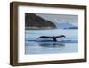 Adult humpback whale (Megaptera novaeangliae), flukes-up dive in Glacier Bay National Park-Michael Nolan-Framed Photographic Print