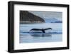 Adult humpback whale (Megaptera novaeangliae), flukes-up dive in Glacier Bay National Park-Michael Nolan-Framed Photographic Print