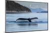 Adult humpback whale (Megaptera novaeangliae), flukes-up dive in Glacier Bay National Park-Michael Nolan-Mounted Photographic Print