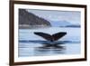 Adult humpback whale (Megaptera novaeangliae), flukes-up dive in Glacier Bay National Park-Michael Nolan-Framed Photographic Print