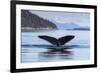 Adult humpback whale (Megaptera novaeangliae), flukes-up dive in Glacier Bay National Park-Michael Nolan-Framed Photographic Print