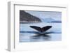 Adult humpback whale (Megaptera novaeangliae), flukes-up dive in Glacier Bay National Park-Michael Nolan-Framed Photographic Print