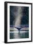 Adult humpback whale (Megaptera novaeangliae) flukes-up dive in Glacier Bay National Park-Michael Nolan-Framed Photographic Print