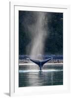 Adult humpback whale (Megaptera novaeangliae) flukes-up dive in Glacier Bay National Park-Michael Nolan-Framed Photographic Print