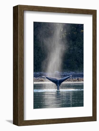 Adult humpback whale (Megaptera novaeangliae) flukes-up dive in Glacier Bay National Park-Michael Nolan-Framed Photographic Print
