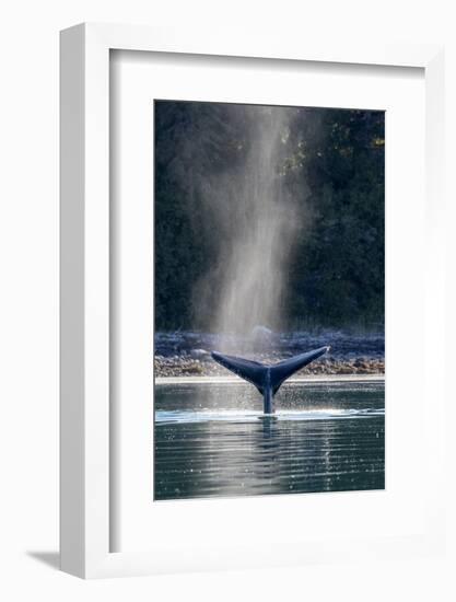 Adult humpback whale (Megaptera novaeangliae) flukes-up dive in Glacier Bay National Park-Michael Nolan-Framed Photographic Print