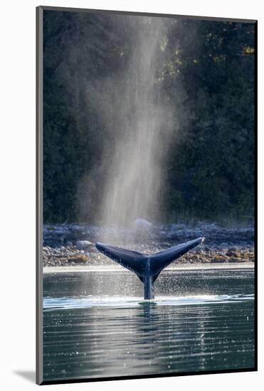 Adult humpback whale (Megaptera novaeangliae) flukes-up dive in Glacier Bay National Park-Michael Nolan-Mounted Photographic Print