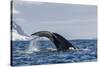 Adult Humpback Whale (Megaptera Novaeangliae), Flukes-Up Dive in Orne Harbor, Antarctica-Michael Nolan-Stretched Canvas