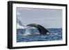 Adult Humpback Whale (Megaptera Novaeangliae), Flukes-Up Dive in Orne Harbor, Antarctica-Michael Nolan-Framed Photographic Print