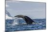 Adult Humpback Whale (Megaptera Novaeangliae), Flukes-Up Dive in Orne Harbor, Antarctica-Michael Nolan-Mounted Photographic Print