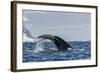 Adult Humpback Whale (Megaptera Novaeangliae), Flukes-Up Dive in Orne Harbor, Antarctica-Michael Nolan-Framed Photographic Print