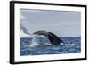 Adult Humpback Whale (Megaptera Novaeangliae), Flukes-Up Dive in Orne Harbor, Antarctica-Michael Nolan-Framed Photographic Print