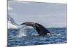 Adult Humpback Whale (Megaptera Novaeangliae), Flukes-Up Dive in Orne Harbor, Antarctica-Michael Nolan-Mounted Photographic Print