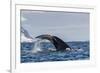 Adult Humpback Whale (Megaptera Novaeangliae), Flukes-Up Dive in Orne Harbor, Antarctica-Michael Nolan-Framed Photographic Print
